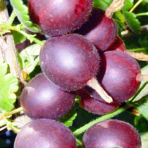 Сажанец Крыжовник Оксамит средний срок созревания неприхотливый для выращивания сорт (23381) Сажанец Крыжовник Оксамит средний срок созревания неприхотливый для выращивания сорт (23381)