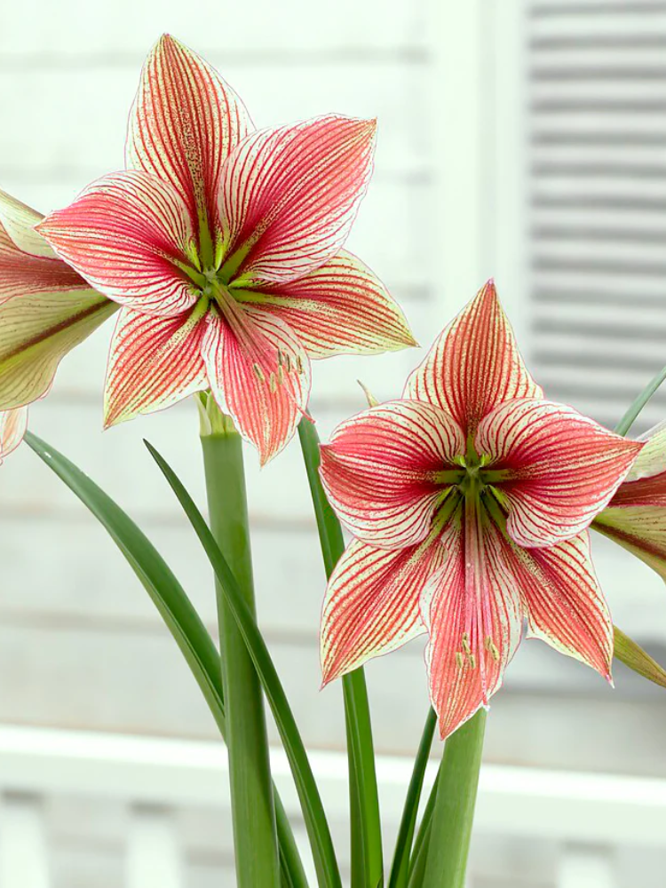 Амариллис Exotic Star (5730)