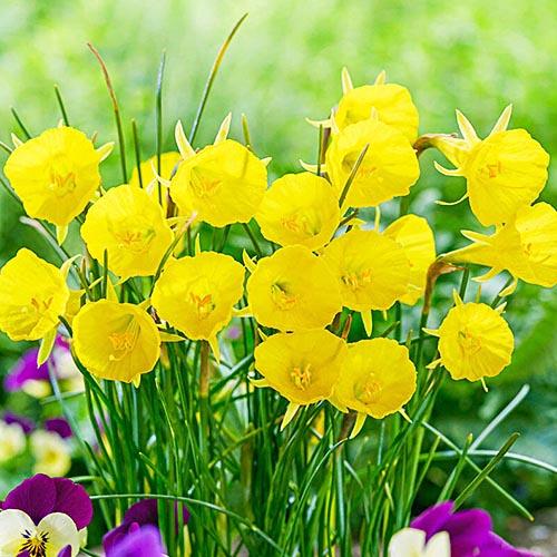 Нарцисс Florium Casual Elegance (17868) - фото 2