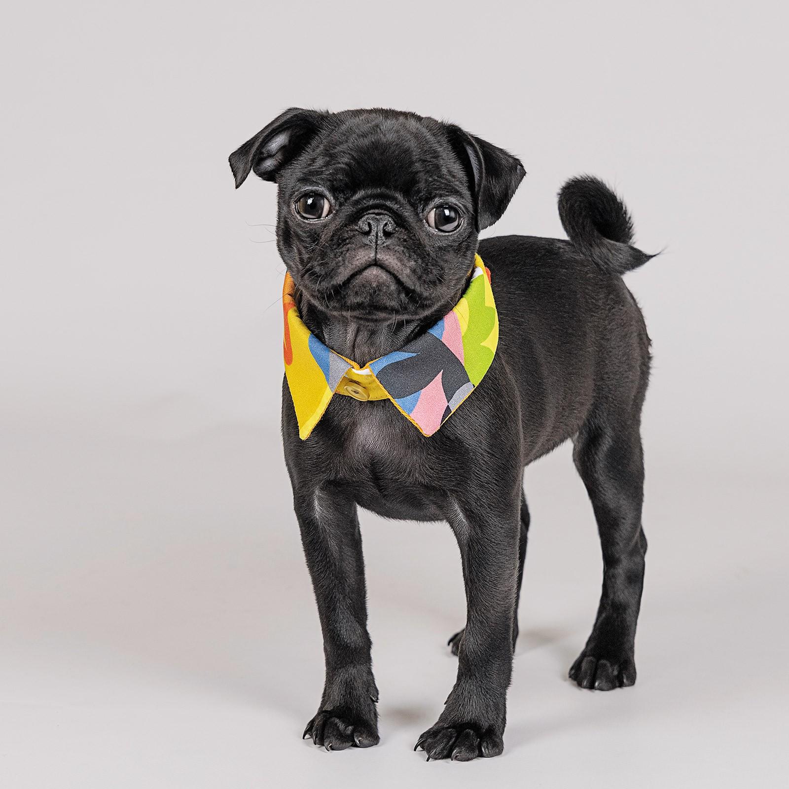 Воротник Pet Fashion Bright SM Оранжевый (PR242547) Воротник Pet Fashion Bright SM Оранжевый (PR242547)