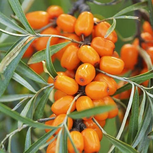 Саджанець Обліпиха 2-річна Улюблена укорінена в контейнері жіночий сорт (182547) Саджанець Обліпиха 2-річна Улюблена укорінена в контейнері жіночий сорт (182547)