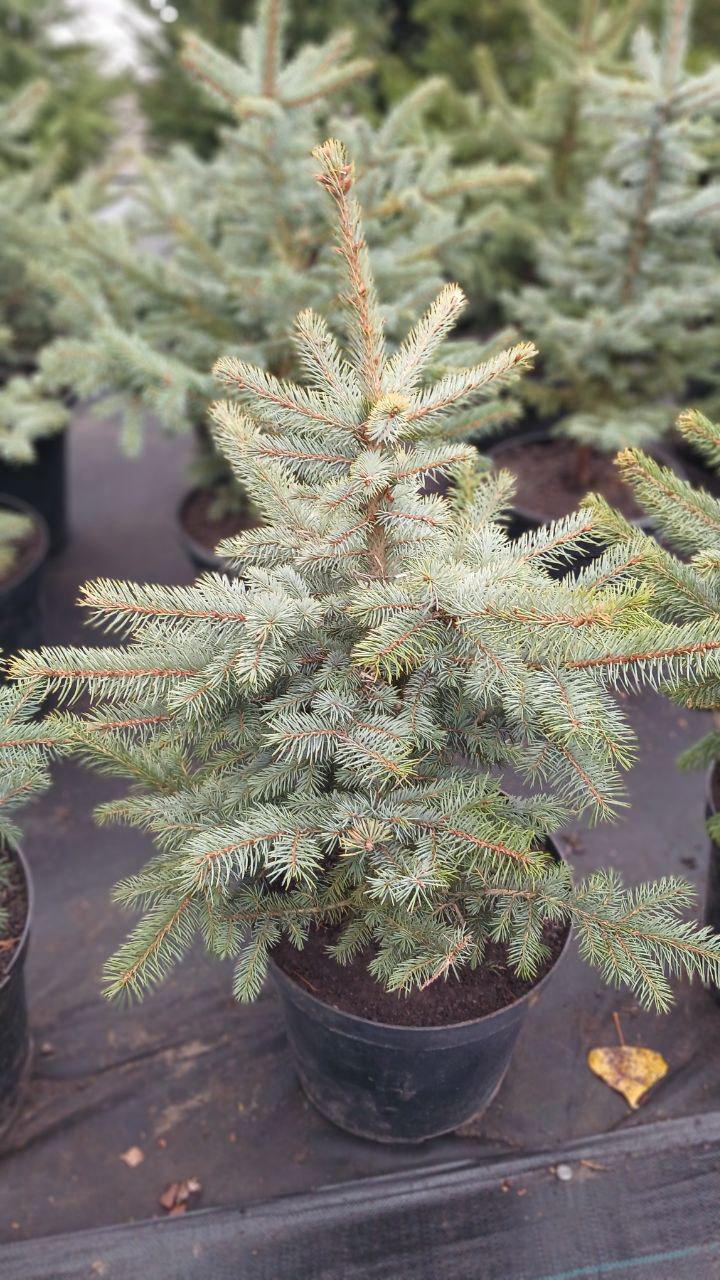 Ялинка блакитна Кейбаб 80 см Ялинка блакитна Кейбаб 80 см