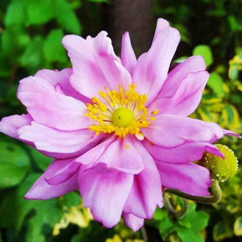 Анемона Florium Koenigin Charlotte (2530)