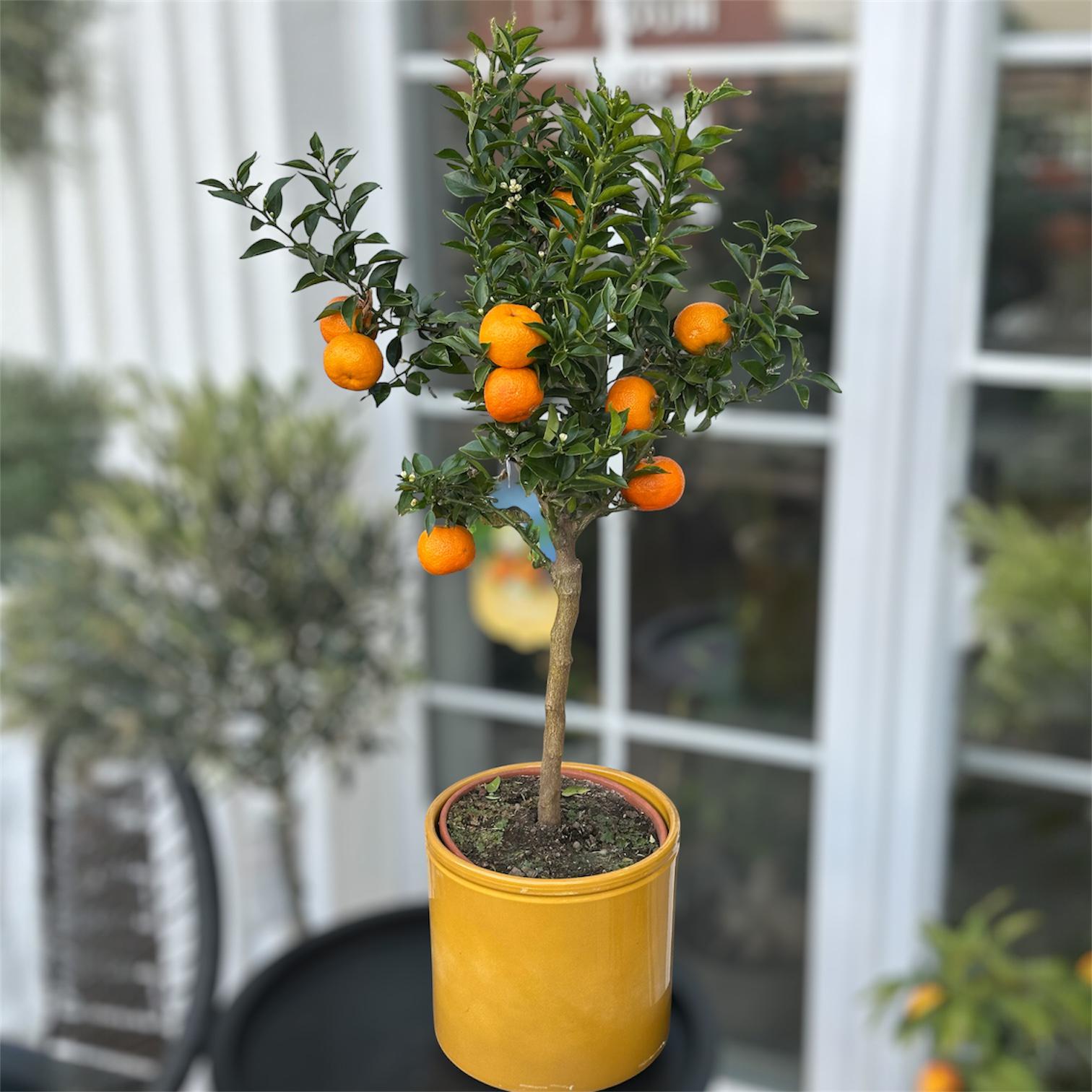 Цитрус Мандаринове дерево 85 см (34176604)