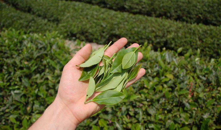 Чай Те Гуань Инь оолонг 250 г (3-0-0020-w) - фото 2 Чай Те Гуань Инь оолонг 250 г (3-0-0020-w) - фото 2