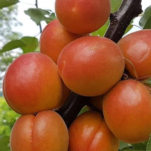 Сажанец Абрикос Примарис крупноплодный ранний срок созревания (61915)