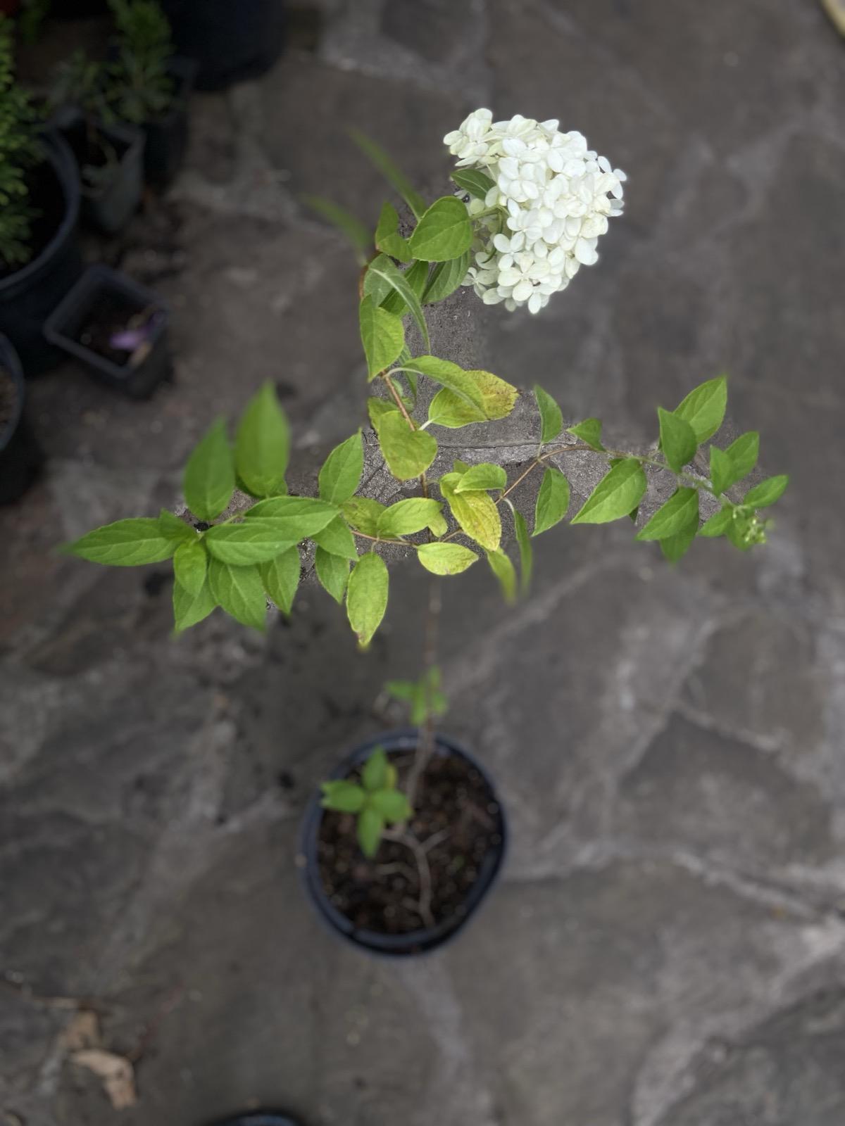 Саженец Гортензия метельчатая 2 л (28132120)