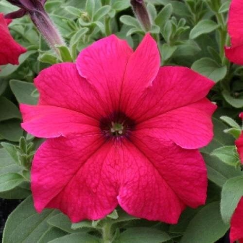Семена цветов Floranova Петуния крупноцветковая Prism Deep Rose 250 шт. (BN07779-2)