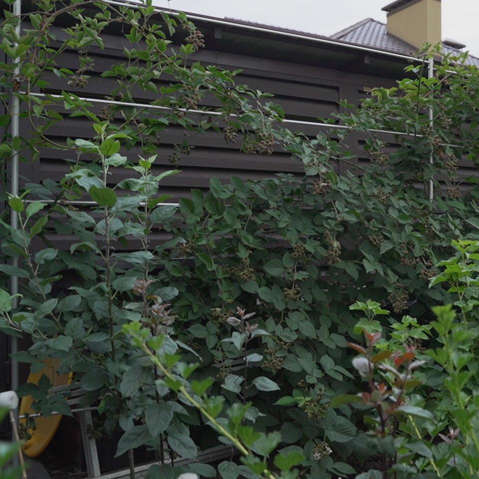 Опора для рослин шпалера садова 2500х4000 мм d 24 мм/d 12 мм (ШС-D24/D12-2500*4000) - фото 4 Опора для рослин шпалера садова 2500х4000 мм d 24 мм/d 12 мм (ШС-D24/D12-2500*4000) - фото 4