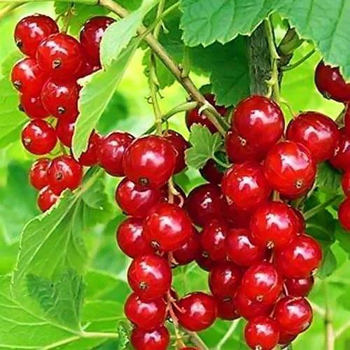 Сажанец Смородина красная Роднеус поздний срок созревания (24603)