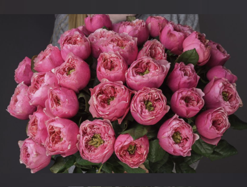 Роза Velet Pink Vuvuzela Чайно-гибридная в контейнере (2669431274)