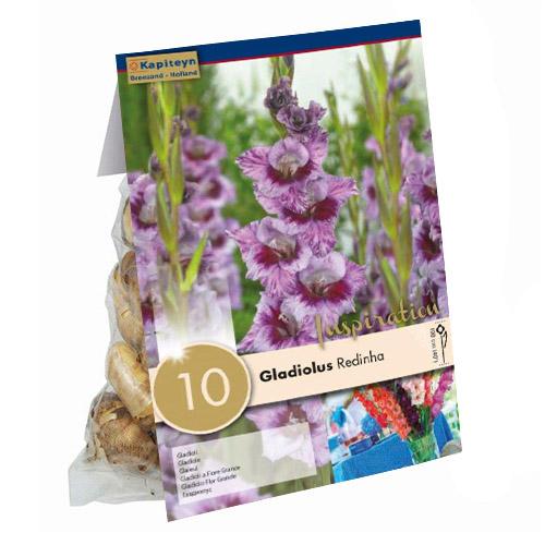 Гладіолус Florium Redinha (13922)