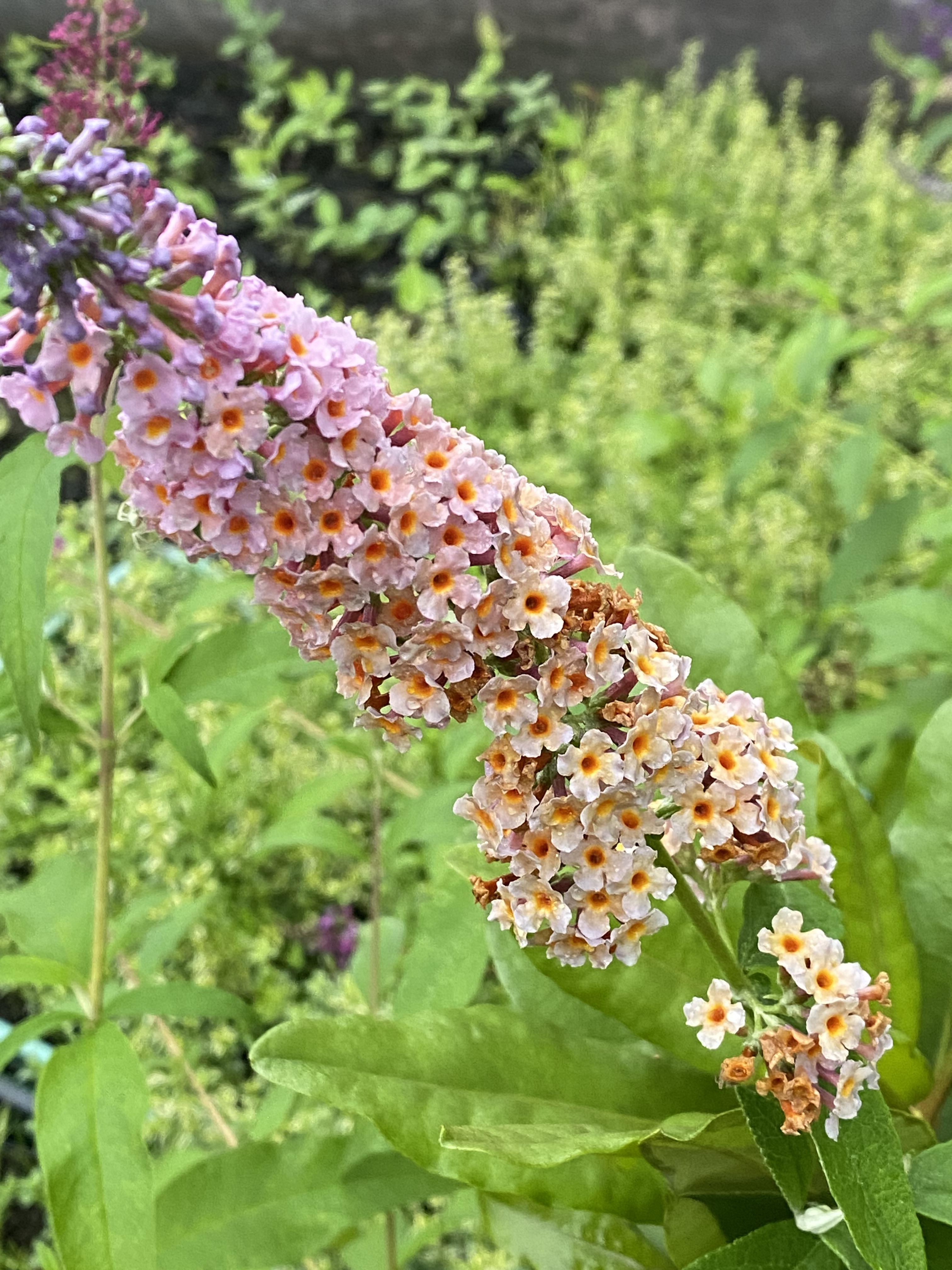 Будлея Flower Power горщик 1 л (37159619)