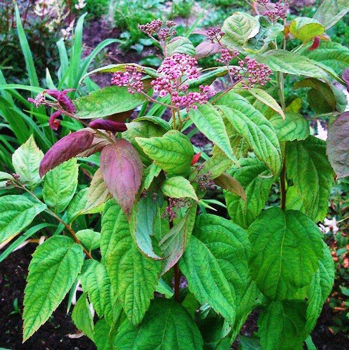 Саджанець спіреї крупнолистної Spiraea japonica Macrophylla Р9 (1041606314) - фото 3