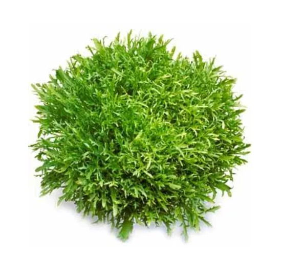 Насіння Салат Сігал ТД Гекса-Україна 01-26-213 1000 шт. (IR02065)