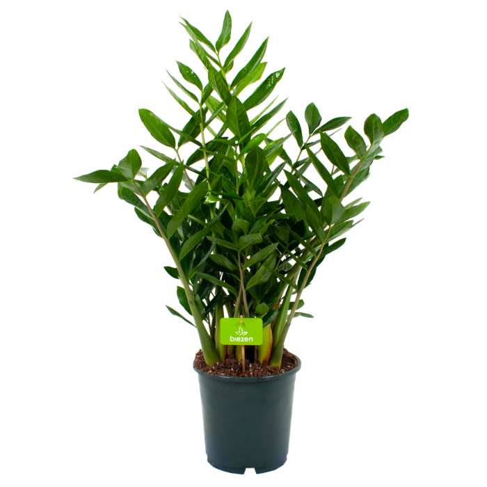 Замиокулькас 14/70 см (2681165936) Замиокулькас 14/70 см (2681165936)