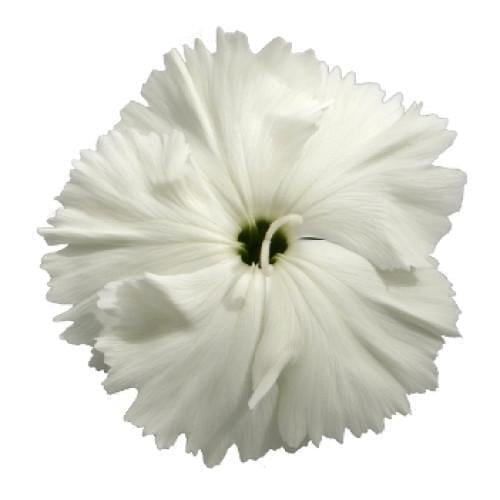 Семена цветов Гвоздика китайская Hem Genetics Diana white 50 шт. (BN09232-3)