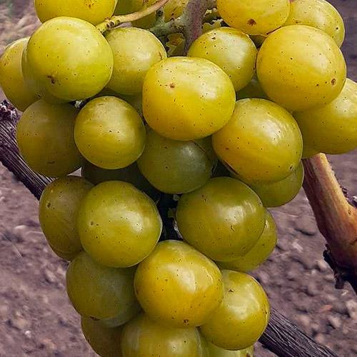 Сажанец Виноград Прима Украины сверхранний сорт/очень крупная ягода гармоничного вкуса (184242)