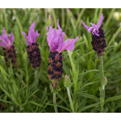 Насіння квітів Лаванда Syngenta Violeta purple XL 10 шт. (BN09937-4)