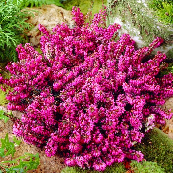 Саджанці еріки Дарленської Крамерс Рот P9 (1741776486)