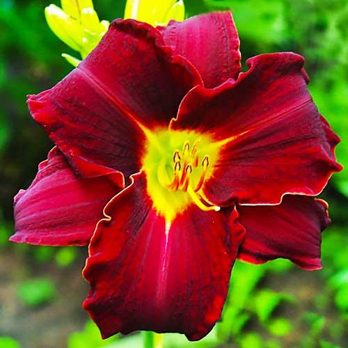 Лилейник Florium Ed Murray (18163)