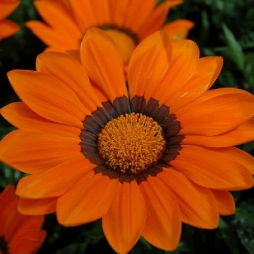 Семена цветов Газания Hem Genetics Enorma orange ring 250 шт. (BN09285-2)