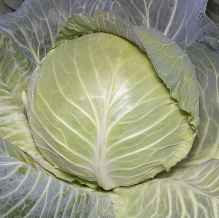 Насіння Капуста білокочанна KS 15 F1 Kitano Seeds ТД Гекса-Україна 01-06-297 2500 шт. (IR02512)