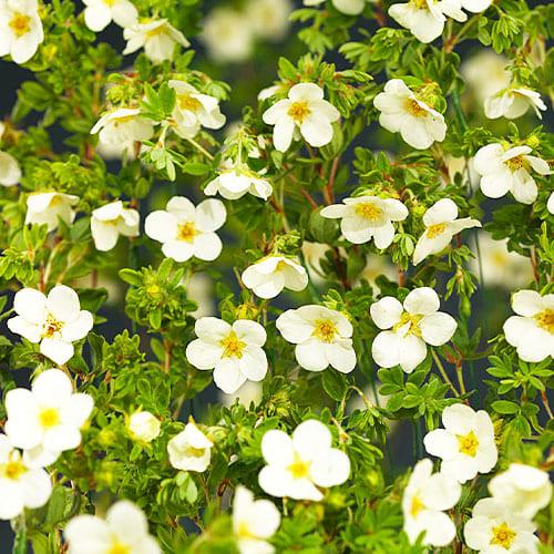 Лапчатка Florium McKay's White (11222) - фото 3
