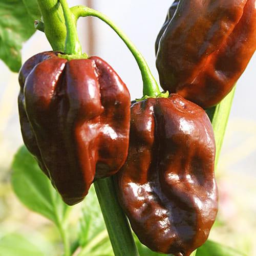 Насіння Перець Florium гострий Хабанеро Шоколадний (10729)