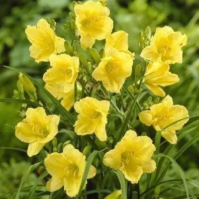 Саженцы лилейника Fragrant Returns в горшке 0,5 л