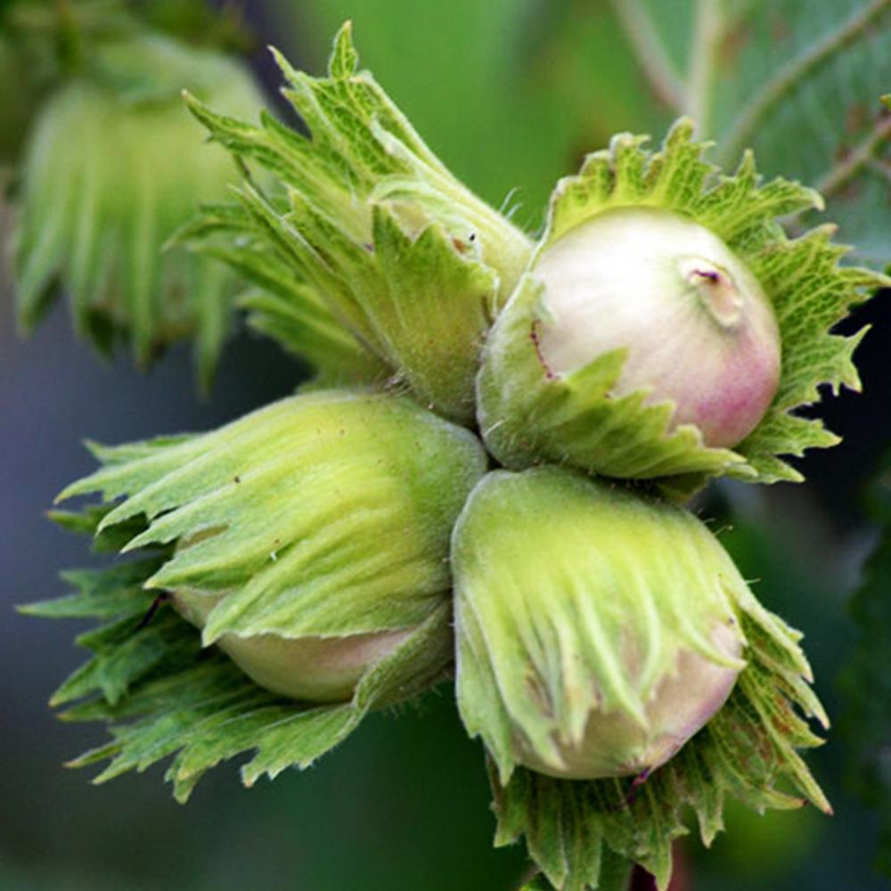 Саджанець фундука Барселонський сіянець 2-річний (14964921) Саджанець фундука Барселонський сіянець 2-річний (14964921)