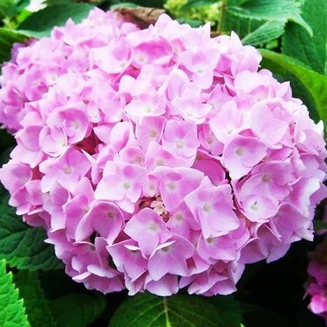 Саженец гортензии крупнолистной Hydrangea macrophylla Endless Summer Mix бесконечное лето Р9 (1248169475) - фото 1