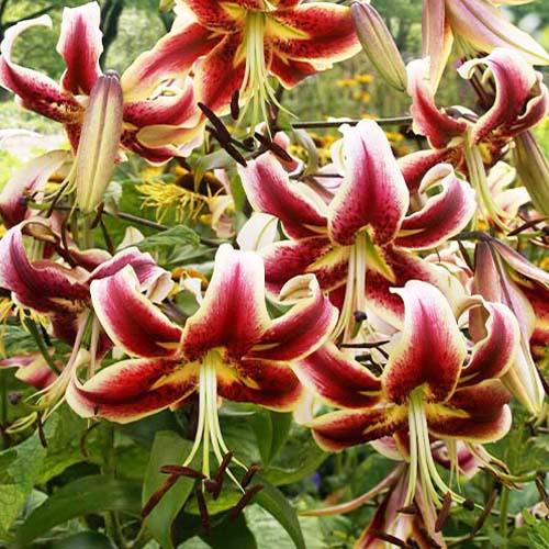 Лилия Scheherezade Florium - фото 3 Лилия Scheherezade Florium - фото 3