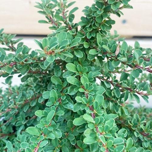 Кизильник дрібнолистий Mirelle (29294163)