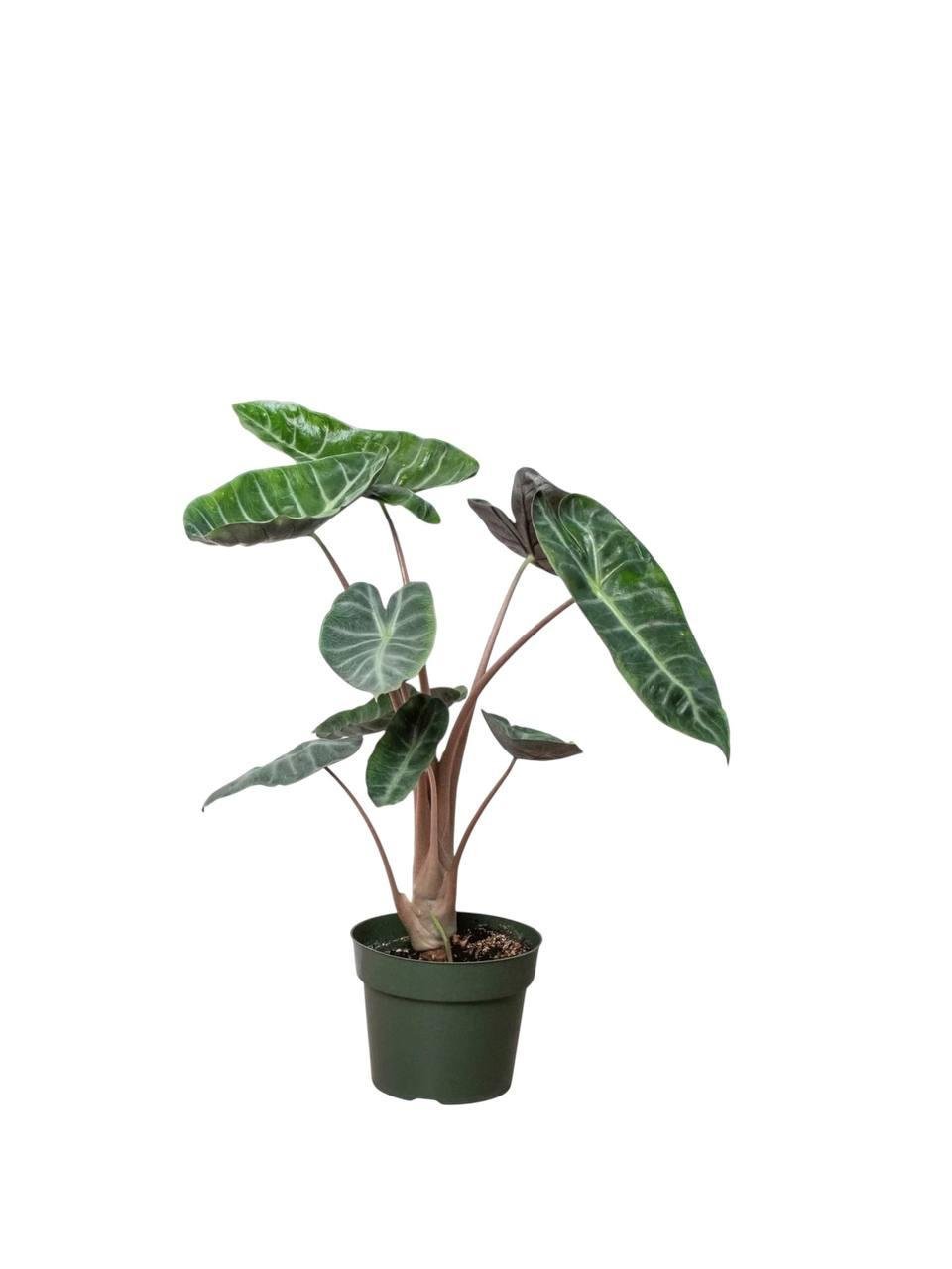 Алоказия Пинк Драгон 12/45 см (2698891558) Алоказия Пинк Драгон 12/45 см (2698891558)