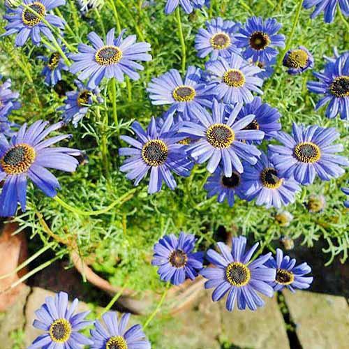 Насіння Брахікома Florium Блакитний (7305) - фото 2 Насіння Брахікома Florium Блакитний (7305) - фото 2