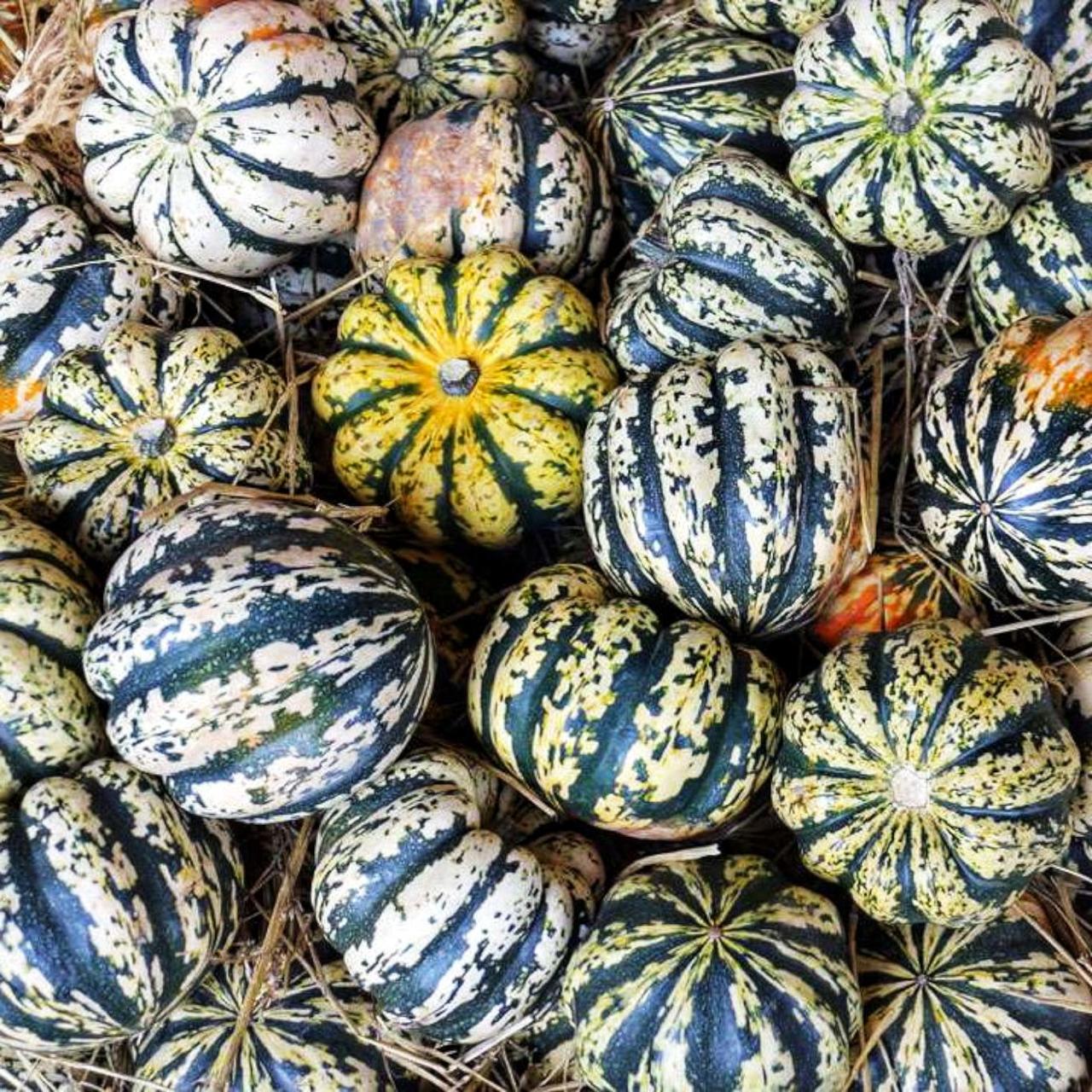 Семена Тыква Арлекин F1 5 шт. (2521166259)