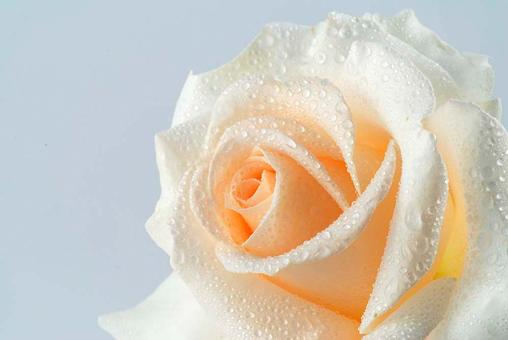 Фотообои WS Wallpaper Роза 335x270 см (25193704) Песок Фотообои WS Wallpaper Роза 335x270 см (25193704) Песок