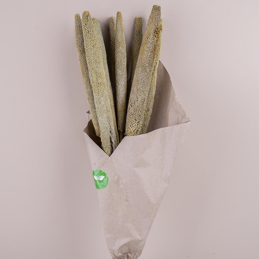 Сухоцвіт babala (ST00195)