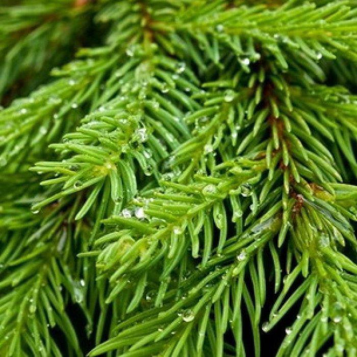 Саджанець ялини звичайної європейська Picea abies excelsa Р9 (1037202254) - фото 3 Саджанець ялини звичайної європейська Picea abies excelsa Р9 (1037202254) - фото 3