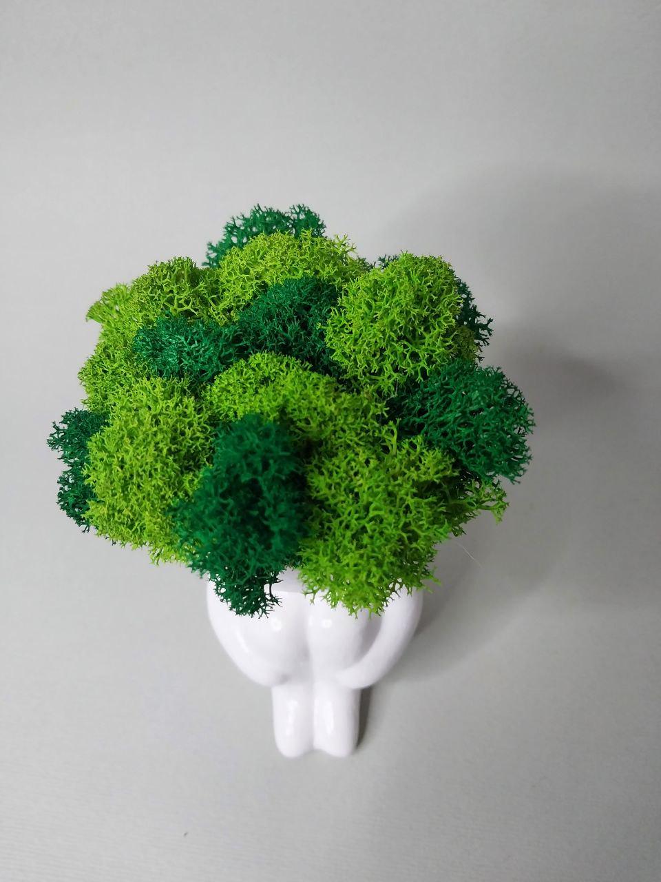 Кашпо зі стабілізованим мохом Людина Зелена/Біла (10627073) - фото 2 Кашпо зі стабілізованим мохом Людина Зелена/Біла (10627073) - фото 2