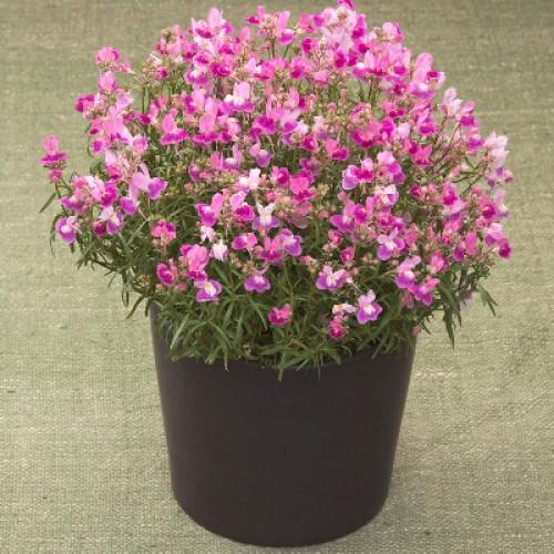 Семена цветов Takii Линария марокканская Fantasista Pink 50 шт. (BN10588-3)