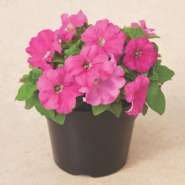 Насіння Петунія Грандифлора Дувет Duvet F1 Pink ТД Гекса-Україна 02-01-464 1000 шт. (IR003399)