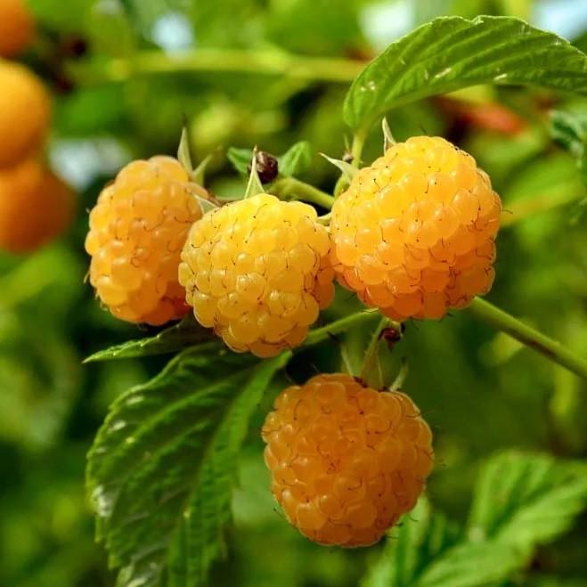 Саджанець малини ремонтантної Ранкова роса (2085743076)