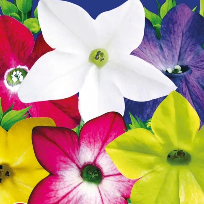 Семена цветов GL Seeds Табак душистый Сенсация смесь 0,2 г (GL-1074)