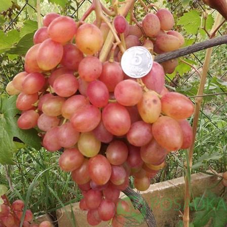 Саженцы винограда Румба в горшке 0,5л