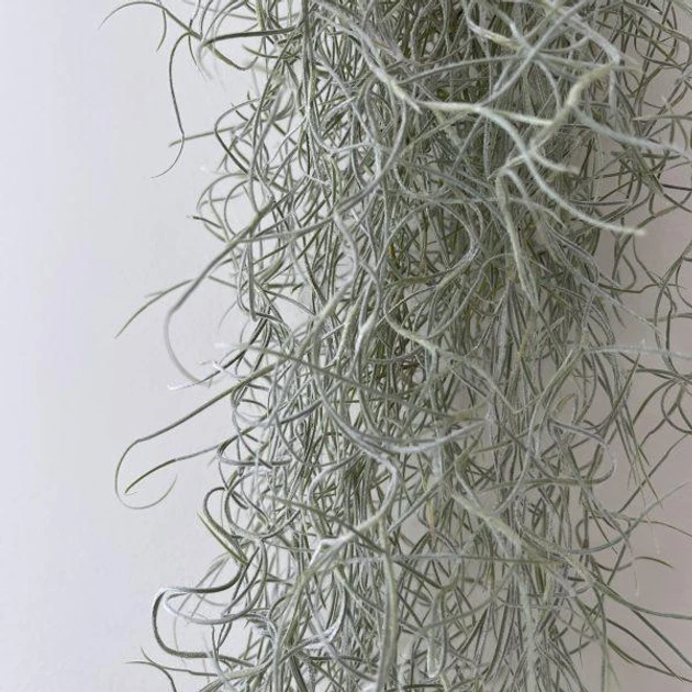 Тиландия Борода 70 см (2684510997) - фото 2