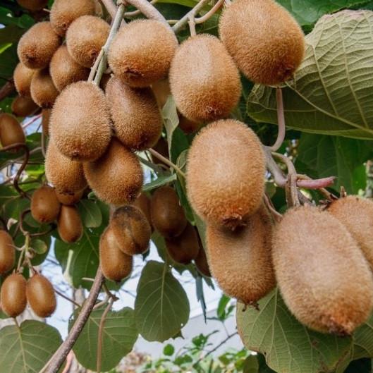 Саджанець ківі Закарпатський самоплідний 1, 5-річний Р 0,7 л (2087703248)