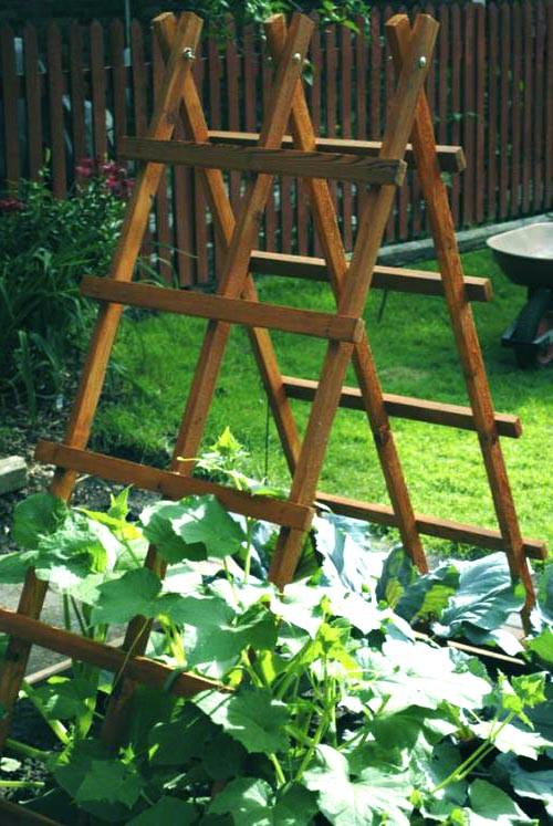 Опора для плетущихся из дерева Беруан Мускат (ОДВ-001807)