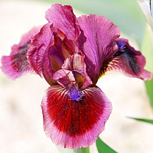 Ирис Cat's Eye Florium